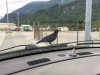 Skagway Alaska Raven on Truck Hood