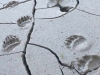 Haines Alaska Grizzly Bear Paw Prints