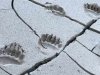 Haines Alaska Grizzly Bear Paw Prints