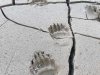 Haines Alaska Grizzly Bear Paw Prints