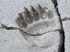 Haines Alaska Grizzly Bear Paw Print