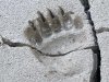 Haines Alaska Grizzly Bear Paw Print