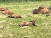 Alcan Wood Bison