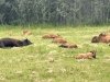Alcan Wood Bison
