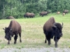 Alcan Wood Bison