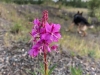 Braeburn Yukon Wildflower