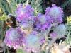 Braeburn Yukon Wildflower