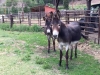 Vickers Ranch Donkeys