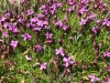 Cannibal Plateau Wildflowers