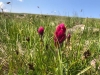 Cannibal Plateau Wildflowers