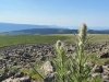 Cannibal Plateau Thistle Rocks