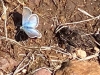 Cannibal Plateau Butterfly