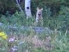 Crystal Lakes Coyote Pups