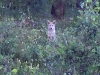 Crystal Lakes Coyote Pups