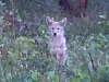 Crystal Lakes Coyote Pups