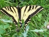 Creedmore Lakes Hike Butterfly