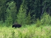 Stewart Cassiar Highway Black Bear