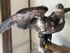 Hyder Alaska History Museum Taxidermy, Juvenile Bald Eagle