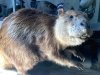 Hyder Alaska History Museum Taxidermy, Beaver Mount