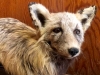 Hyder Alaska History Museum Taxidermy, Fox Mount