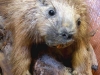 Hyder Alaska History Museum Taxidermy, Beaver Mount