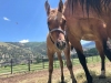 Vickers Ranch Colt and Mare