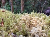 Westfir Trail Run Willamette Forest Ferns