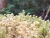 Westfir Trail Run Willamette Forest Ferns