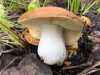Wild Mushroom
