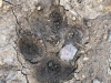 mountain lion or wolf track