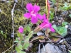 Salmon Glacier Wildflower