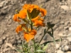 Salmon Glacier Wildflower