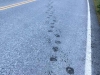 Bear prints on highway at Fish Creek, Hyder Alaska