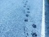 Bear prints on highway at Fish Creek, Hyder Alaska