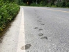 Bear prints on highway at Fish Creek, Hyder Alaska