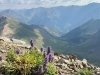 Handies Peak Wildflowers