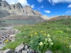 Handies Peak Wildflowers