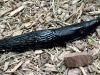 Black Slug on Cranbrook Greenway Trail, Prince George, BC