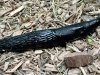 Black Slug on Cranbrook Greenway Trail, Prince George, BC