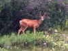 Vickers Ranch Workamping RV Site Deer