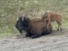 Wood Bison