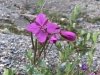 Columbia Icefields Wildflower