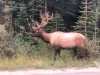 Elk on Highway in Jasper Park, British Columbia