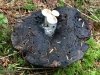 Northwest Shrooms on Mushroom
