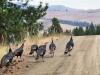 Hot Springs Montana Wild Turkeys