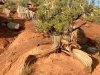 Dinosaur Tree