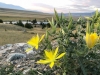 Ruby Creek Montana Wildflowers