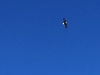 Bald Eagle Soars over Sinclair, Wyoming