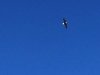 Bald Eagle Soars over Sinclair, Wyoming