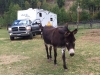 Burros de Rancho Vickers